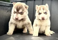 Jester, a male Siberian Husky for sale in Ashland, VA – 3 of 4