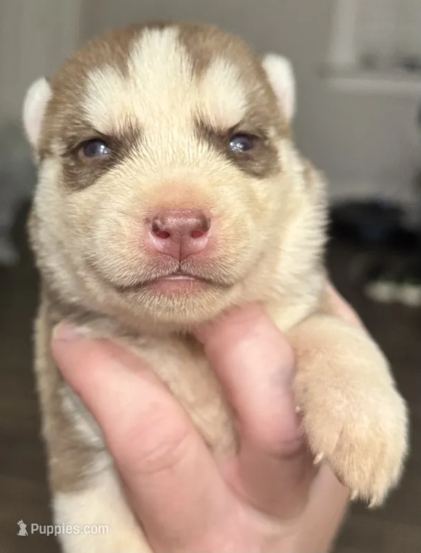 Ash – Siberian Husky puppy for sale in Ashland, VA