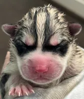 Male 1, a male Siberian Husky for sale in Ashland, VA – 1 of 1