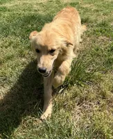 Loot, a female Golden Retriever for sale in Augusta, WV – 3 of 4