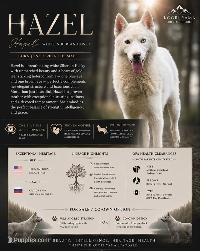 Hazel – Siberian Husky puppy for sale in Ashland, VA