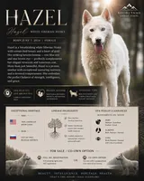 Hazel, a female Siberian Husky for sale in Augusta, WV – 1 of 1