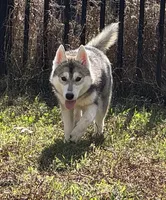Kali, a female Siberian Husky for sale in Ashland, VA – 2 of 3
