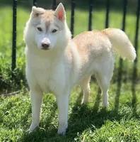 Mocha, a female Siberian Husky for sale in Ashland, VA – 1 of 1
