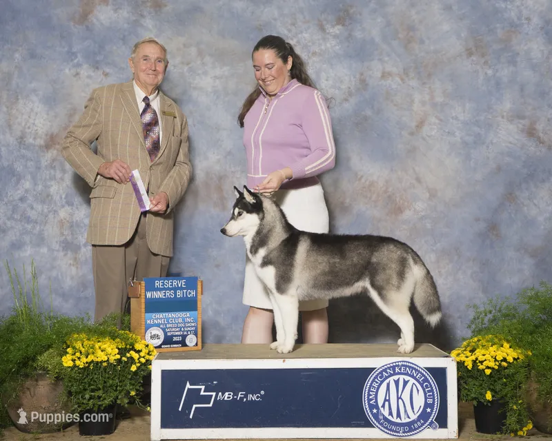 Oreo – Siberian Husky puppy for sale in Ashland, VA