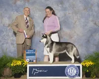 Oreo, a female Siberian Husky for sale in Ashland, VA – 1 of 4