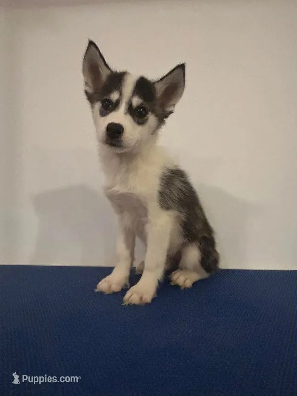 Grace – Siberian Husky puppy for sale in Ashland, VA