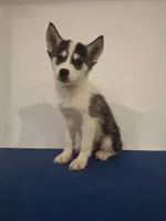 Grace, a female Siberian Husky for sale in Ashland, VA – 1 of 2