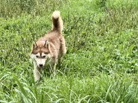 Tsunagi, a female Siberian Husky for sale in Ashland, VA – 4 of 4