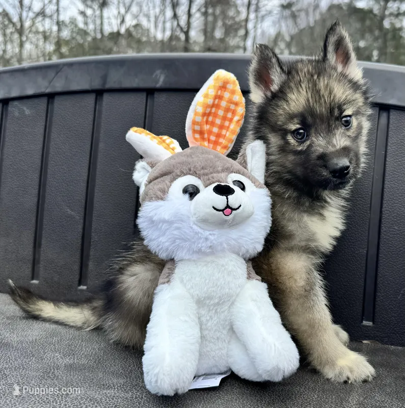 Monty – Siberian Husky puppy for sale in Doswell, VA