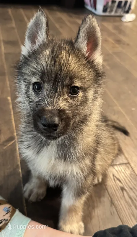 Monty – Siberian Husky puppy for sale in Doswell, VA