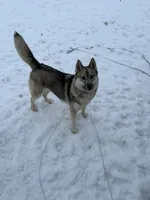 Whisper, a female Siberian Husky for sale in Ashland, VA – 6 of 6