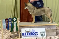 Tally UKC CH, a female Siberian Husky for sale in Ashland, VA – 1 of 5