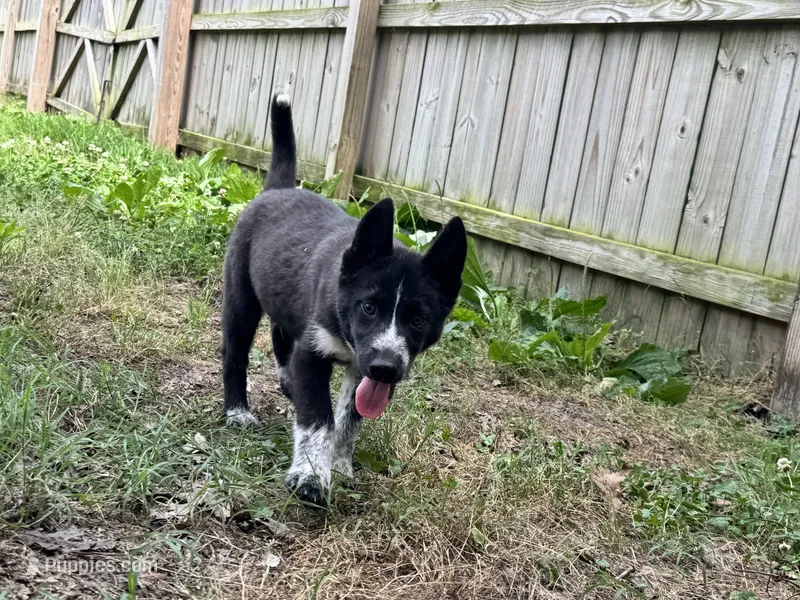 Klaus  – Siberian Husky puppy for sale in Ashland, VA