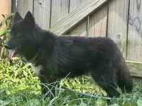 Raven, a female Siberian Husky for sale in Ashland, VA – 4 of 4