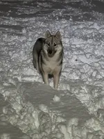 UKC CH sire-full AKC  Whisper, a female Siberian Husky for sale in Ashland, VA – 4 of 5