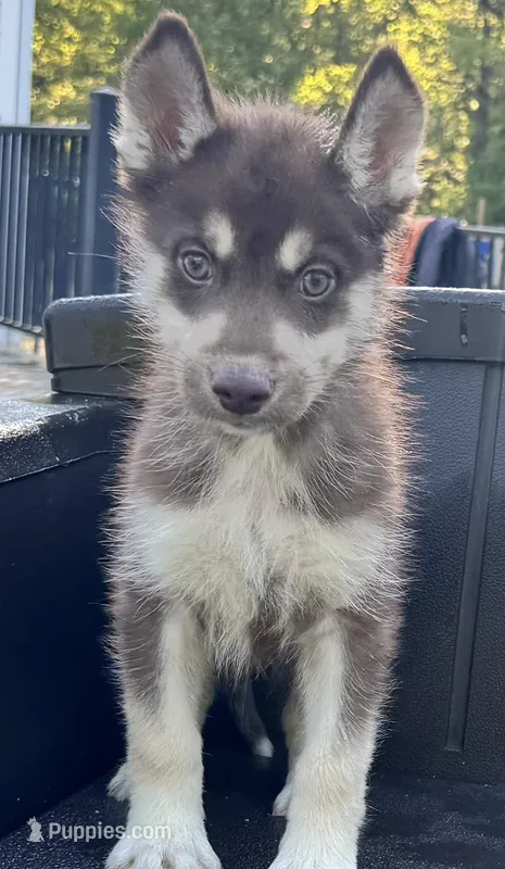 Quigley – Siberian Husky puppy for sale in Doswell, VA