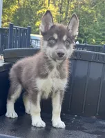 Quigley, a male Siberian Husky for sale in Augusta, WV – 4 of 5