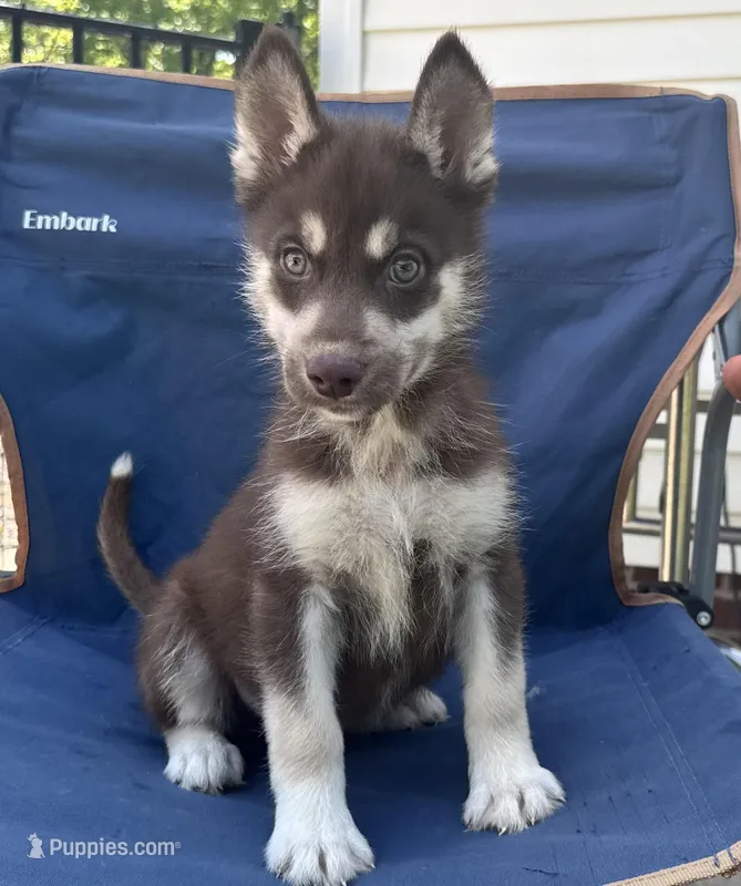 Quigley – Siberian Husky puppy for sale in Doswell, VA