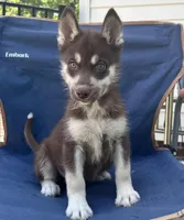 Quigley, a male Siberian Husky for sale in Augusta, WV – 2 of 5