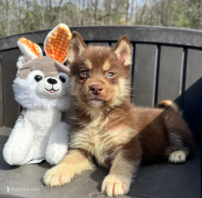 Quigley – Siberian Husky puppy for sale in Doswell, VA