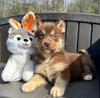 Quigley, a male Siberian Husky for sale in Augusta, WV – 5 of 5
