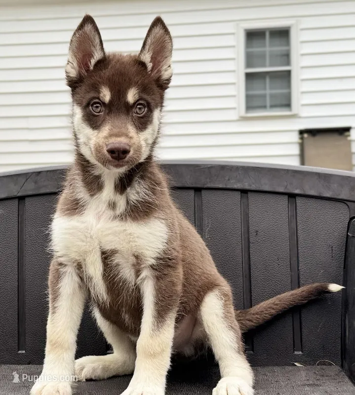 Quigley – Siberian Husky puppy for sale in Augusta, WV
