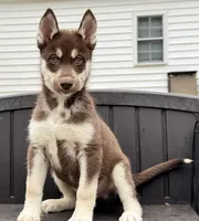 Quigley, a male Siberian Husky for sale in Augusta, WV – 1 of 5
