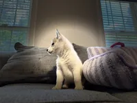 Nova, a male Siberian Husky for sale in Ashland, VA – 3 of 3