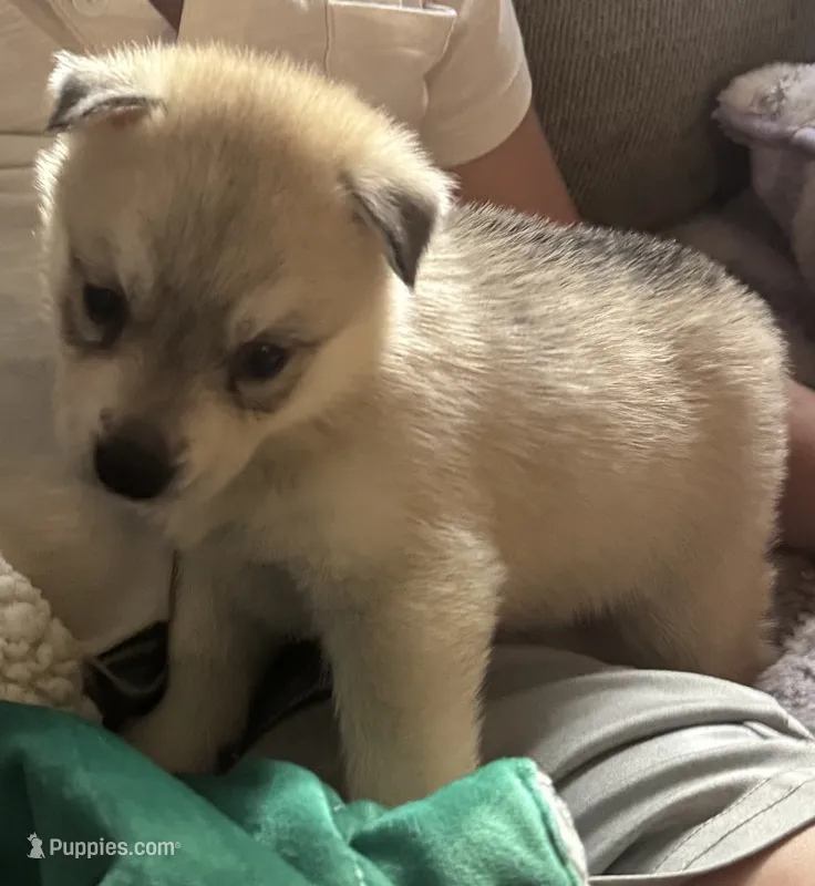 Shira – Siberian Husky puppy for sale in Ashland, VA