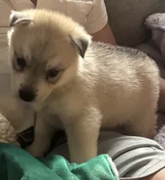 Shira, a female Siberian Husky for sale in Ashland, VA – 1 of 1