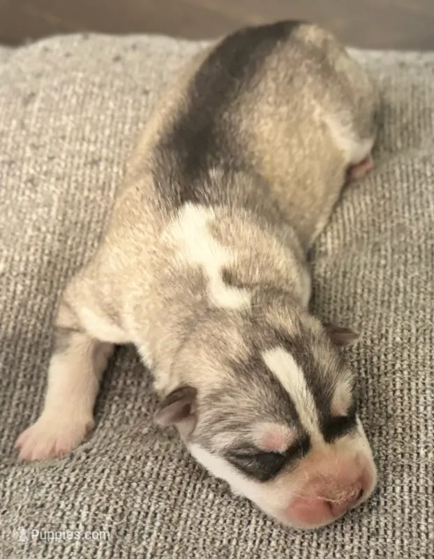 Male 1 – Siberian Husky puppy for sale in Ashland, VA