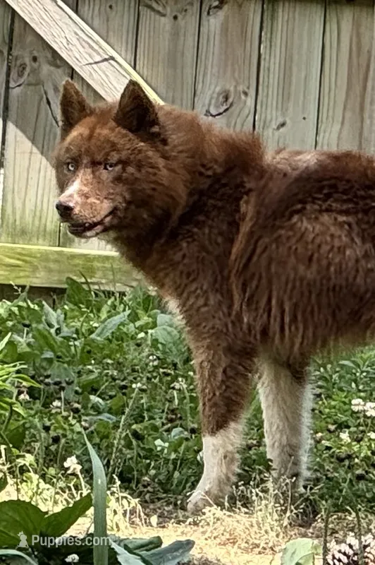 Charlie – Siberian Husky puppy for sale in Ashland, VA