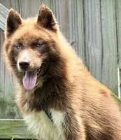 Charlie, a male Siberian Husky for sale in Ashland, VA – 1 of 3