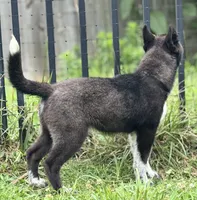 Klaus, a male Siberian Husky for sale in Ashland, VA – 2 of 4