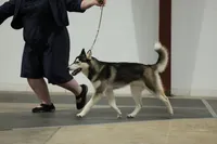 UKC CH AKC ptd Oden, a male Siberian Husky for sale in Ashland, VA – 6 of 7