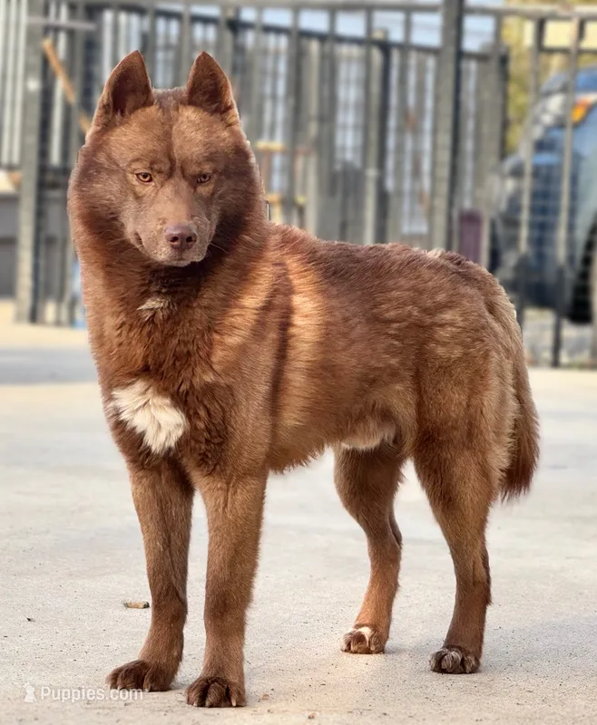 Crimson – Siberian Husky puppy for sale in Ashland, VA