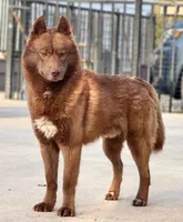 Crimson, a male Siberian Husky for sale in Ashland, VA – 1 of 1