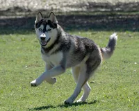 UKC CH AKC ptd Oden, a male Siberian Husky for sale in Ashland, VA – 3 of 7