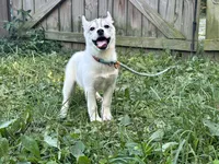 Pumpkin, a female Siberian Husky for sale in Ashland, VA – 4 of 5