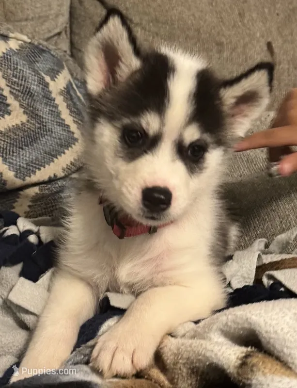 Gracie – Siberian Husky puppy for sale in Ashland, VA