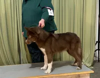 Charlie, a male Siberian Husky for sale in Ashland, VA – 2 of 2