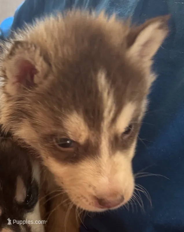 Joker – Siberian Husky puppy for sale in Ashland, VA