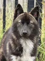 Lark, a male Siberian Husky for sale in Ashland, VA – 1 of 3
