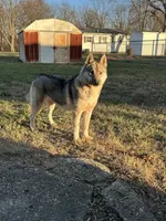 UKC CH sire-full AKC  Whisper, a female Siberian Husky for sale in Ashland, VA – 1 of 5