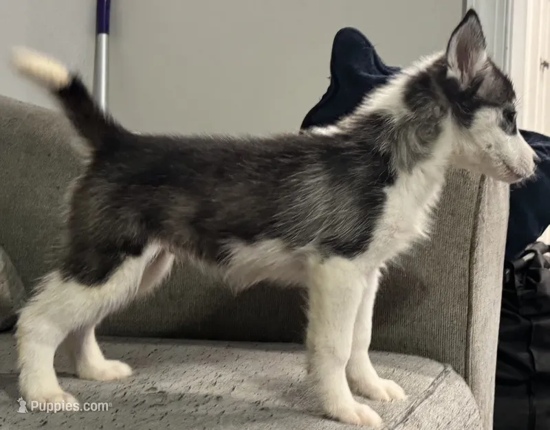 Gracie – Siberian Husky puppy for sale in Doswell, VA