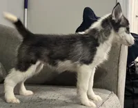 Gracie, a female Siberian Husky for sale in Doswell, VA – 1 of 3