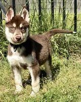 Quigley, a male Siberian Husky for sale in Augusta, WV – 1 of 2