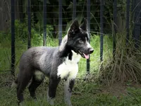 Klaus, a male Siberian Husky for sale in Ashland, VA – 3 of 4