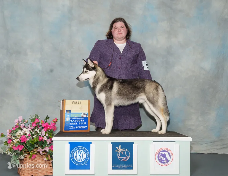 UKC CH AKC ptd Oden – Siberian Husky puppy for sale in Ashland, VA